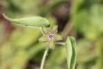 Trailing milkvine